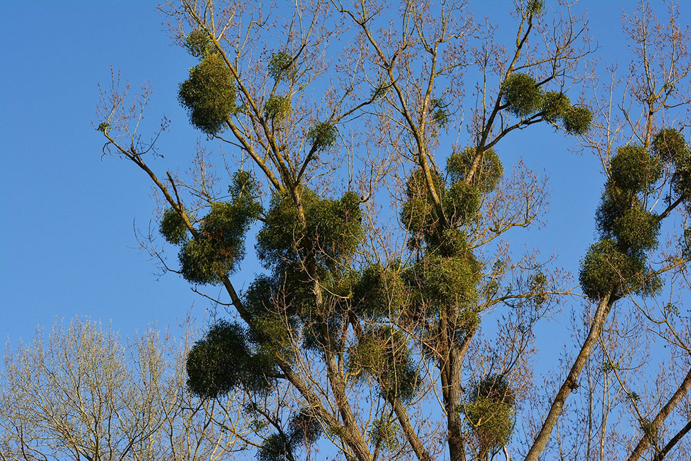 Vischio alberi